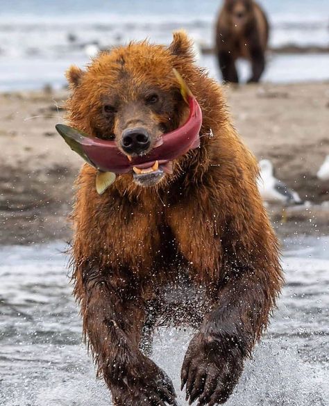 Kamchatka Peninsula, Wild Animals Photos, Bear Hunting, Brown Bears, Bear Pictures, Nature Wildlife, Wildlife Nature, Wild Nature, Cute Wild Animals