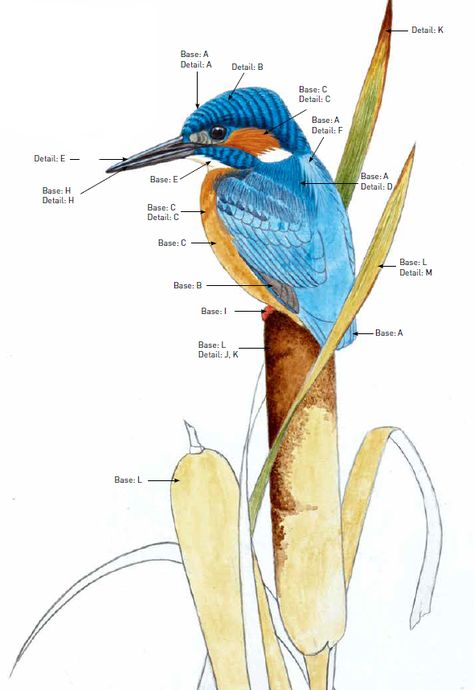 Paint a Kingfisher in watercolour Watercolour Kingfisher Paintings, Hyacinth Macaw Drawing, Watercolour Kingfisher, Kingfisher Illustration, Kingfisher Watercolor, Birds Artwork, Kingfisher Painting, Kingfisher Art, Draw Birds