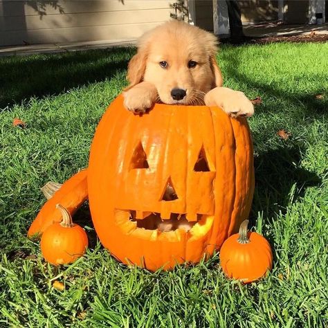 Halloween Dog, A Pumpkin, Nantucket, A Dog, Golden Retriever, Halloween