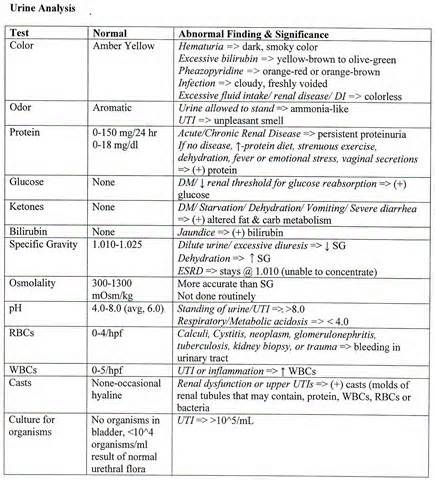 01 02 03 04 05 06 07 Urine Analysis, Neonatal Nursing, Renal System, Nursing Cheat, Nursing School Essential, Nursing Study Guide, Urinary System, Lab Values, Neonatal Nurse