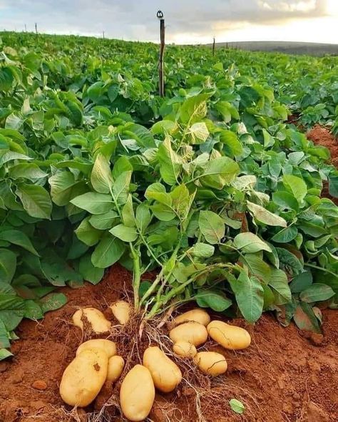 Planting Sweet Potatoes, Potatoes Planting, How To Plant Potatoes, Garden Potatoes, Potato Planting, Agriculture Pictures, Plant Potatoes, Agriculture Photography, Potato Gardening