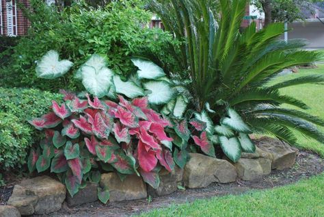 Caladium Garden, Shade Plants Container, Patio Landscape Design, Tiny Backyard, Florida Landscape, Porch Landscaping, Backyard Dreams, Florida Gardening, Backyard Plants