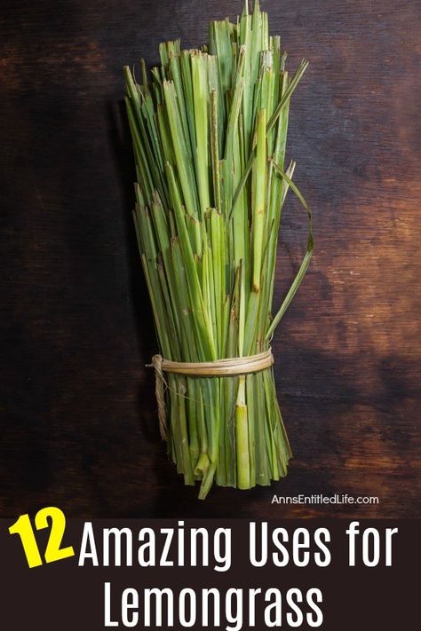 Lemongrass Recipes, Grow Lemongrass, Lemongrass Plant, Medicinal Herbs Garden, Lemongrass Tea, Benefits Of Gardening, Plant Benefits, Herb Recipes, Herbs For Health