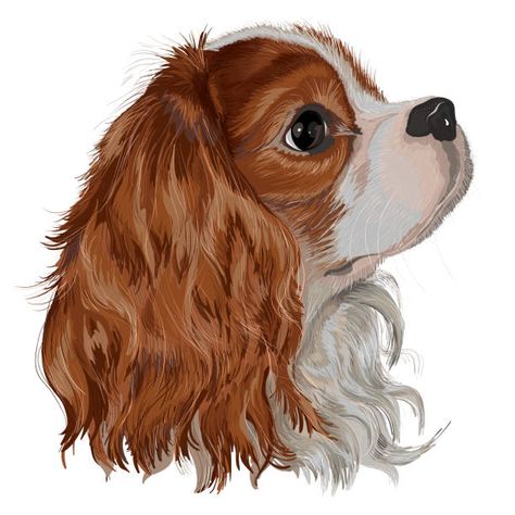 251 Cavalier King Charles Spaniel Illustrations & Clip Art - iStock Squishmallow Drawing, Dog Drawing Tutorial, Dog Caricature, Cavalier King Charles Spaniel Puppy, Charles Spaniel Puppy, King Charles Spaniel Puppy, Cavalier Dog, Cavalier King Charles Dog, Spaniel Art