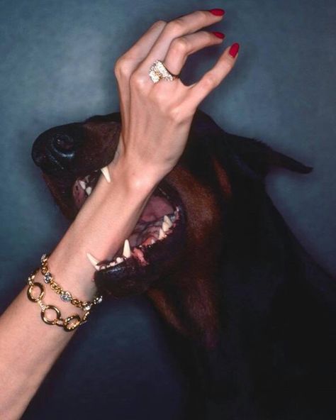 Outlander Magazine on Twitter: "Christian Dior Jewellery Ad (1976)… " Chris Von Wangenheim, Lisa Taylor, Doberman Dogs, Jewelry Ads, Dior Jewelry, Doberman Pinscher, Doberman, Animals And Pets, Aesthetic Pictures