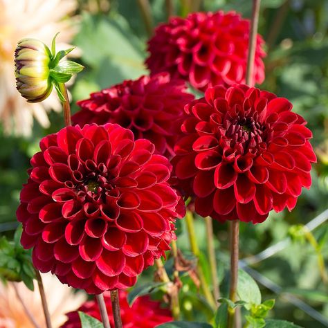 Red Dahlia Flower, Dahlia Photography, Red Dahlias, Red Dahlia, Bobbing For Apples, White Flower Farm, Insecticidal Soap, Garden Decor Items, Plant Aesthetic