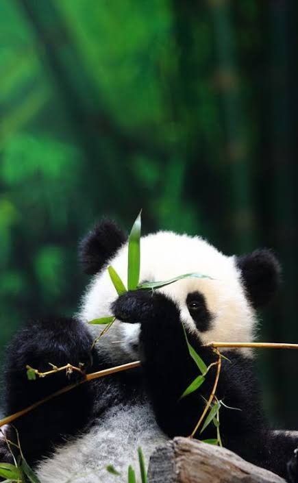 Panda Panda Facts, Panda Pictures, Funny Panda Pictures, Nice Animals, Baby Panda Bears, Funny Panda, Cute Pandas, Panda Lindo