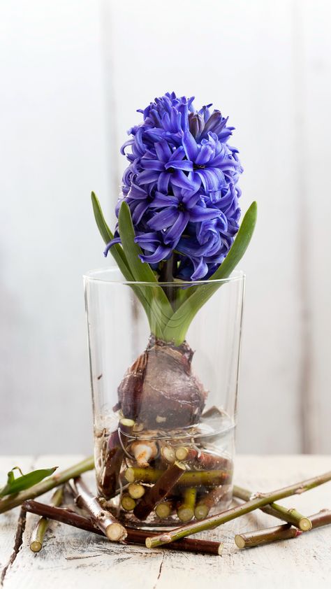 Hyacinths Garden, Hyacinth Bouquet, Haft Seen, Ink Sketch, Mini Garden, Still Life Photography, Sustainable Living, Flowers Photography, Flower Painting