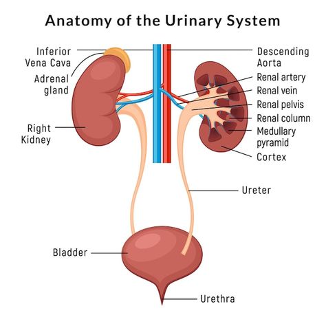 Urinary System Anatomy, Kidney Anatomy, Urinary Bladder, Human Kidney, Benefits Of Sports, Urinary System, Basic Anatomy And Physiology, Adrenal Glands, Natural Antibiotics