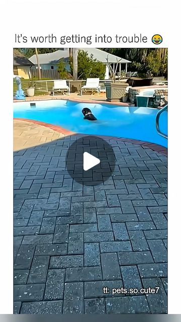 Crazy CCTV Clips on Instagram: "Funny pet compilation 🐕‍🦺😹 #funny #pets #cats #dogs #animals #foryou #viral #fypシ #blowthisup #fail #foryoupage" Funny Dog Fails, Animal Fails, Dog Fails, Fails Funny, Funny Pets, Instagram Funny, Funny Fails, Cats Dogs, Pets Cats