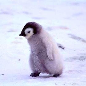 i die. Penguin Images, Penguin Pictures, Penguin Love, Baby Penguins, Cute Penguins, Cute Animal Pictures, Animal Welfare, Sweet Animals, Animals Images