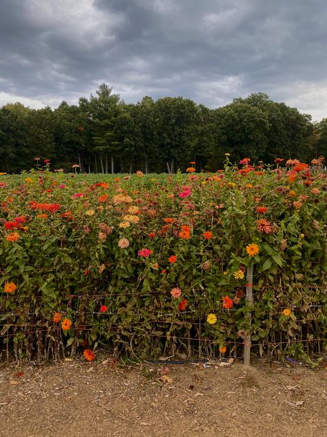 September Landscape, November Aesthetic Month, Northeast Aesthetic, Fall Flower, Massachusetts Aesthetic Fall, New England Fall Flowers, September Aesthetic, Vermont Aesthetic, Fall Aesthetic Vermont