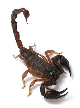 Scorpion Image, Blue Scorpion, Desert Scorpion, The Scorpions, Black Rock Desert, Pet Supplements, Beautiful Bugs, Types Of Animals, Arachnids