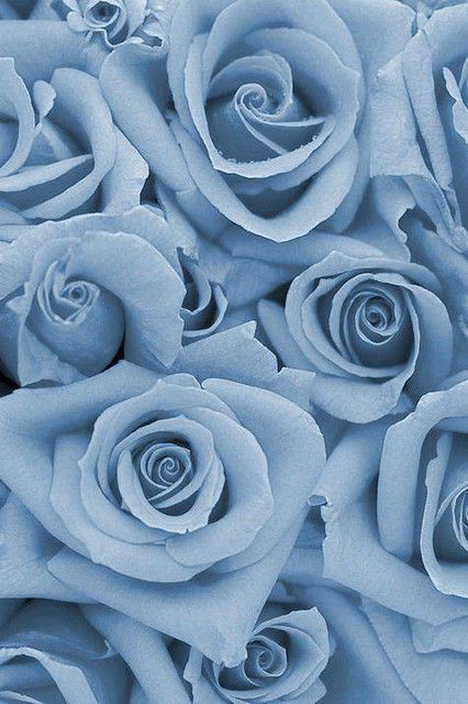 Photo | Dusk – Pairs well with: Sky, Melon, Steel & Red. fro… | Flickr Blue Roses, Melon, Tumblr Blog, Roses, Tumblr, Red, Blue