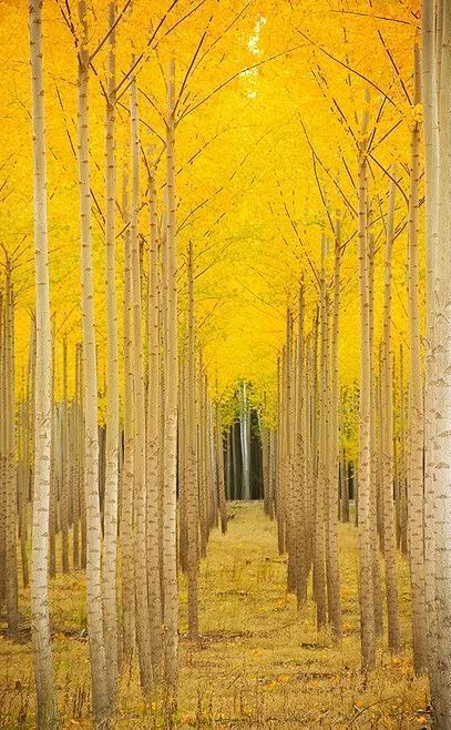 Fall Places, Yellow Autumn, Magic Places, Hunting Decor, Vail Colorado, Aspen Trees, Yellow Wedding, Yellow Leaves, Solar Plexus