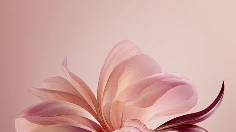 Pink Wallpaper Aesthetic For Laptop, Pink Backrounds Ipad, Flower Wallpapers For Laptop, Pink Flower Macbook Wallpaper, Flower Wallpaper Aesthetic Laptop, Laptop Wallpaper Chromebook, Macbook Wallpaper Aesthetic Flowers, School Laptop Background, Cute Pink Background Laptop