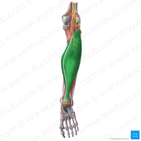 Torn Calf Muscle, Lower Limb Muscles, Soleus Muscle, Muscle Belly, Gastrocnemius Muscle, Human Muscle Anatomy, Calf Pain, Arteries And Veins, Muscular System