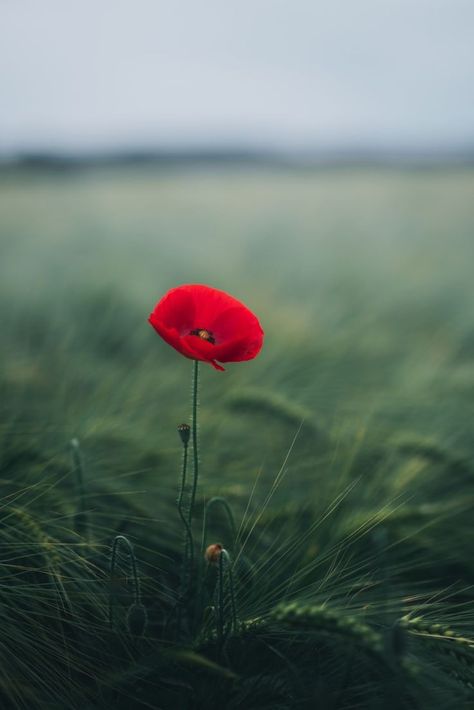 Remembrance Day Art, Poppy Wallpaper, Plant Images, Free Plants, Beautiful Flowers Wallpapers, Poppy Flower, Flower Backgrounds, Flowers Nature, Flower Photos