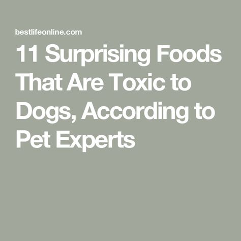 11 Surprising Foods That Are Toxic to Dogs, According to Pet Experts Toxic To Dogs, Veterinary Surgeon, Natural Pet Food, Increase Heart Rate, Toxic Foods, Mother Milk, Low Blood Sugar, Pet Advice, American Kennel Club