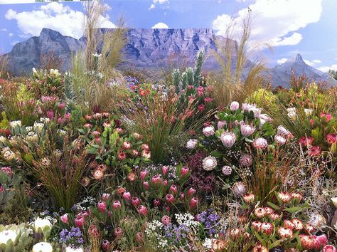 Plants of South Africa. BelAfrique your personal travel planner - www.BelAfrique.com Cape Floral Kingdom, South Africa Plants, South Africa Flowers, Indigenous South African Gardens, Cape Fynbos Flowers, Fynbos Garden Landscaping South Africa, Indigenous Gardens South Africa, South African Indigenous Gardens, South African Plants