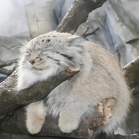 Pallas Cat, A Cat, Animals