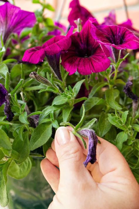 How To Fix Leggy Petunias, How To Take Care Of Petunias, How To Care For Petunias, How To Deadhead Petunias, How To Prune Petunias, Petunias In Flower Beds, Petunia Problems, Wave Petunias Flower Bed, Petunia Care Tips