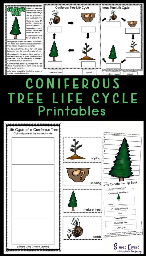 Evergreen And Deciduous Trees Activities, Tree Activities For Kindergarten, Tree Life Cycle Preschool, Life Cycle Of A Tree, December Homeschool, Christmas Study, Parts Of A Tree, Tree Worksheet, Tree Unit