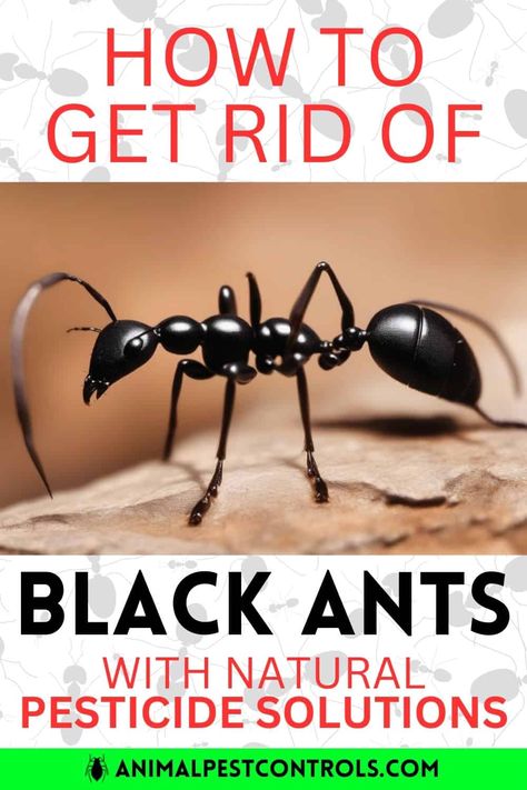 How to Get Rid of Black Ants with Natural Pesticide Solutions?  | Mosquito Yard Spray, Peppermint Oil Uses, Ants Activities, Ant Spray, Bug Spray Recipe, Ant Problem, Ants In House, Black Ants, Natural Pesticides