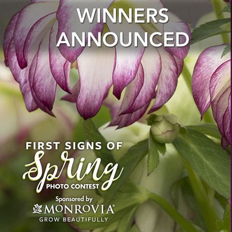 First Signs of Spring 2020 Photo Contest Winners - FineGardening First Signs Of Spring, Fine Gardening Magazine, Signs Of Spring, Fine Gardening, Spring Photos, Spring Bulbs, Contest Winner, Spring Sign, Mini Lessons