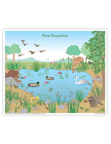 Starfall Education Free Resources Pond Ecosystem Project, Pond Ecosystem, Kindergarten Mathematics, Pond Drawing, Ecosystems Projects, Reading Night, Free Teacher Resources, Kindergarten Language Arts, Kindergarten Curriculum