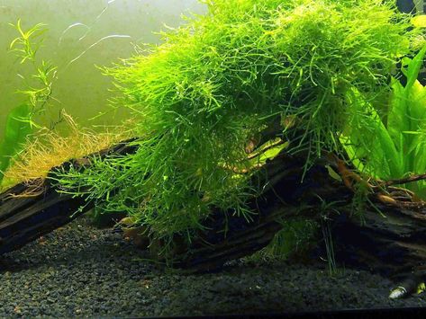 Care Guidelines:  Temperature: 59° - 82° F (15° - 28° C) pH: 5.5 - 7.5 Lighting: Low to moderate Origin: Farmed in Asia, indigenous to Southeast Asia Aquarium placement: Any Care: Easy Aquarium Moss, Turtle Tank Setup, Java Moss, Freshwater Plants, Freshwater Aquarium Plants, Tropical Freshwater Fish, Moss Plant, Live Aquarium Plants, Diy Tank