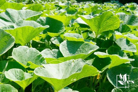 Overwatered Squash Leaves: The Must-Know Recovery Nuggets Squash Leaves, Organic Fungicide, Zucchini Plants, Squash Plant, Watermelon Plant, Identify Plant, Pumpkin Leaves, Powdery Mildew, Plant Diseases