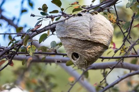 How to Get Rid of Hornets for Once and for All | Hometalk Hornet Trap, Hornet Nest, Wasp Nest Removal, Wasp Removal, Pesticide Sprayer, Get Rid Of Wasps, Hornets Nest, Wasp Nest, Diy Pest Control