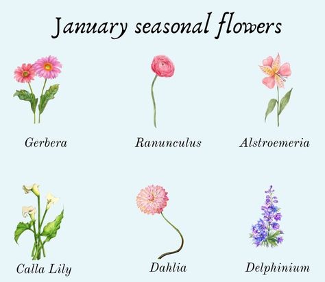 January Flowers In Season, Flowers Chart, January Flowers, January Flower, Winter's Tale, Seasonal Flowers, Delphinium, Calla Lily, Dream Wedding Dresses