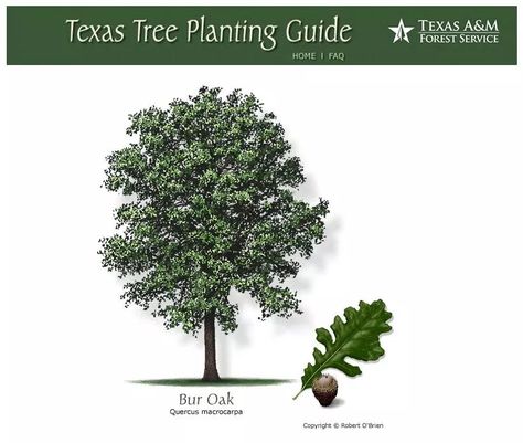 Trees For Backyard, Bur Oak Tree, Texas Trees, Fast Growing Shade Trees, Drought Tolerant Trees, Texas Native Plants, Tree Types, Types Of Trees, Burr Oak