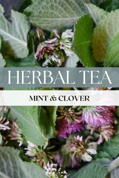 This mint and clover tea makes a refreshing treat on hot afternoons! Forage for wild herbs or pick them from your own garden. Enjoy fresh or dry the mint and clover for later use. Lots of possibilities with this one! Clover Tea, Drying Mint Leaves, Wellness Ideas, Wild Herbs, Homesteading Ideas, Healthy Blueberry, Feel Good Food, Healing Plants, Lemon Mint