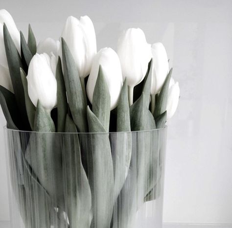 Deco Nature, No Rain, White Tulips, 背景 シンプル, Deco Floral, Shades Of White, White Aesthetic, Love Flowers, My Flower