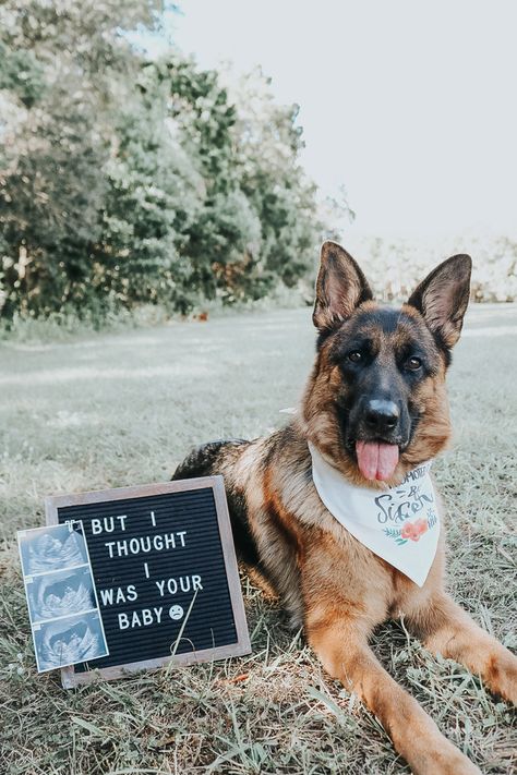 Single Mom Birth Announcement, Baby Announcement Single Mom, Unique Baby Announcement Photoshoot, Maternity Pictures With Dogs, Baby Announcement Dog, Baby Announcement Photoshoot With Dogs, Single Mom Baby Announcement, Dog Gender Reveal, Dog Themed Gender Reveal