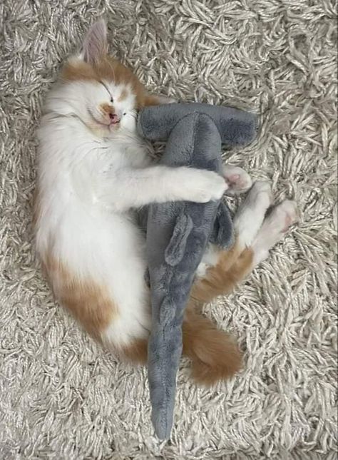 Cat And Shark Matching Pfp, Cat Hugging Plushie, Cats And Sharks, Cats With Plushies, Hug Plushie Reference, Shark Plushie Aesthetic, Hugging Plushie Reference, Hugging Plushie Pose, Hugging Plushie