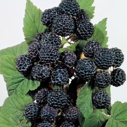 Growing Munger Black Raspberry - Raspberry Plants - Plant Manuals - Stark Bro's Black Raspberries, Black Raspberry, Raspberry, Trim, Fruit, Plants, Green, Black