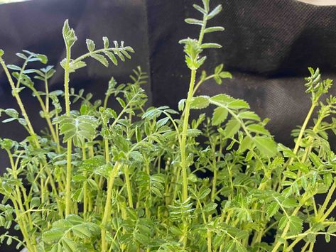 How To Grow Chickpeas In The UK - Bite Sized Gardening Grow Chickpeas, Chickpea Plant, How To Make Falafel, Chickpea Curry Recipe, Pea Shoots, Chickpea Recipes, Chickpea Curry, Seed Company, Coriander Seeds