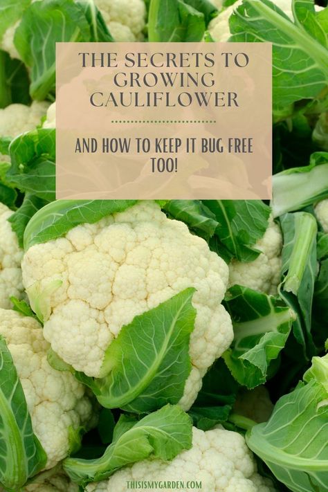 How To Grow Cauliflower From Seed, Growing Cauliflower Raised Beds, Growing Cauliflower In Containers, Cauliflower Companion Plants, Planting Cauliflower, Cauliflower Growing, How To Grow Cauliflower, Grow Cauliflower, Kitchen Decorations Ideas