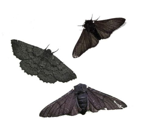 Png Images For Editing, Grunge Png, Arte Grunge, Dark Wings, Moth Art, Minimalist Icons, Image Paper, Png Aesthetic, Png Icons