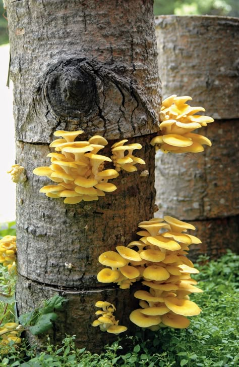 Cool Mushrooms Real, Mushroom On Trees, Mushroom Inspiration, Mushrooms Growing On Trees, Mushrooms On Trees, Mushroom On Tree, Mushroom Reference, Mushrooms Forest, Mushroom Landscape