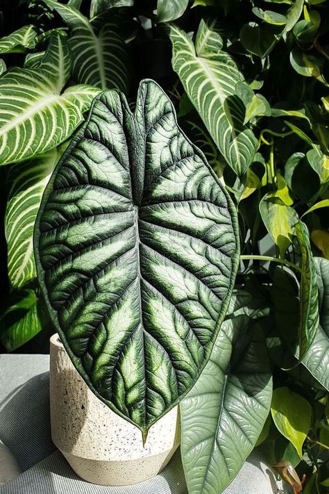 Alocasia Dragon Scale, Green Wall Plants, Alocasia Plant, Plant Goals, Inside Plants, Elephant Ears, Greenhouse Gardening, Dragon Scale, Green Garden