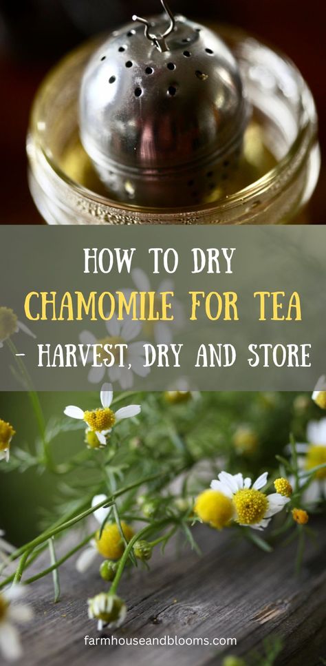 two pictures, one of chamomile flowers, and one of chamomile tea Chamomile Recipes, Chamomile Tea Recipe, Drying Fresh Herbs, Chamomile Plant, Tea Blends Recipes, Herbal Tea Garden, Herbal Medicine Recipes, Harvesting Herbs, Homemade Tea