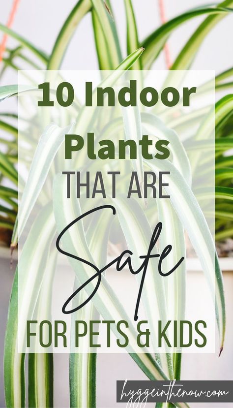 This list of non-toxic houseplants will keep your children and pets safe, while you get the pleasure of adding indoor plants to your home. This is a great list before you buy plants for your anyone on your list. If you have kids or pets at home, this list is a must-read. #houseplants #indoorplants #nontoxicplants #safeplants #safehome #hygge #hyggeinthenow Safe House Plants, Planting For Kids, Pets At Home, Kids And Pets, Best Indoor Plants, Hygge Decor, Buy Plants, Good House, Pet Safe