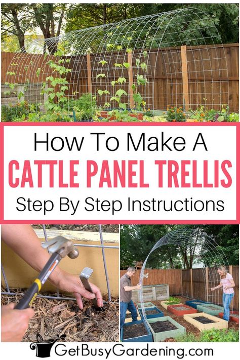 3 images of a trellis arch being built in the middle of a garden Trellis For Garden Bed, How To Build A Vertical Garden, How To Build A Fenced In Garden, Diy Arch Garden Trellis, Diy Arches Garden, Climbing Vegetables Trellis, Cattle Panel Fence Garden, Garden With Trellis Arch, Vegetable Tunnel Ideas