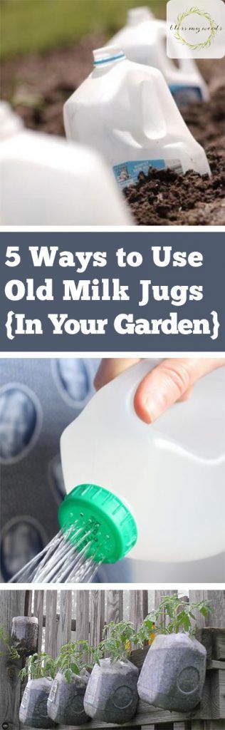 Milk Jugs Garden, Garden Diy Decoration Ideas, Milk Jug Crafts, Old Milk Jugs, Survival Gardening, Milk Jugs, Mini Greenhouse, Diy Greenhouse, Homestead Survival