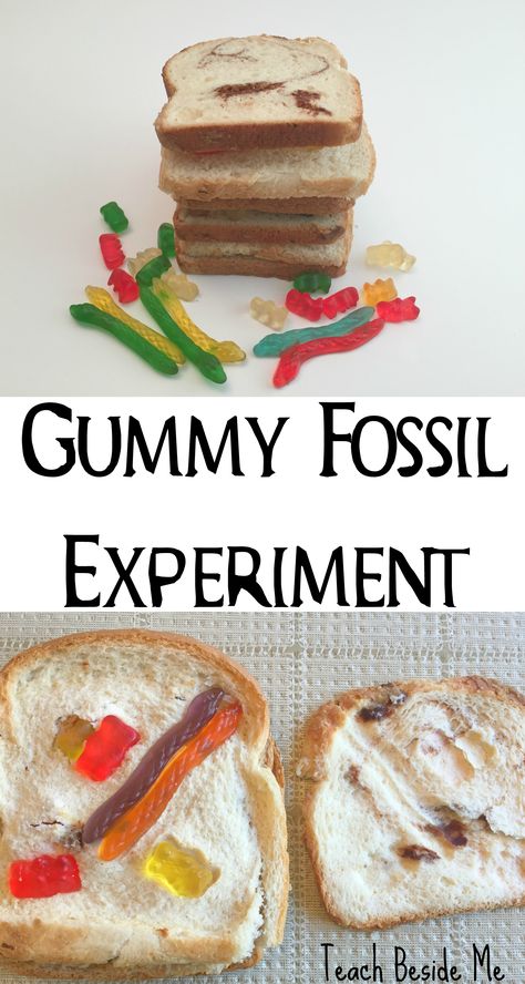 Try this fossil experiment made with bread and gummy worms!  teaches about sedimentary rocks, too! Great for geology and dinosaur units.  via @karyntripp Fossil Experiment, Fossils Activities, Rock Science, 4th Grade Science, 6th Grade Science, Dinosaur Activities, Earth And Space Science, Gummy Worms, Project For Kids